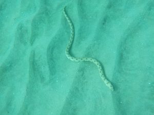 Goldspotted eel, Bequia
