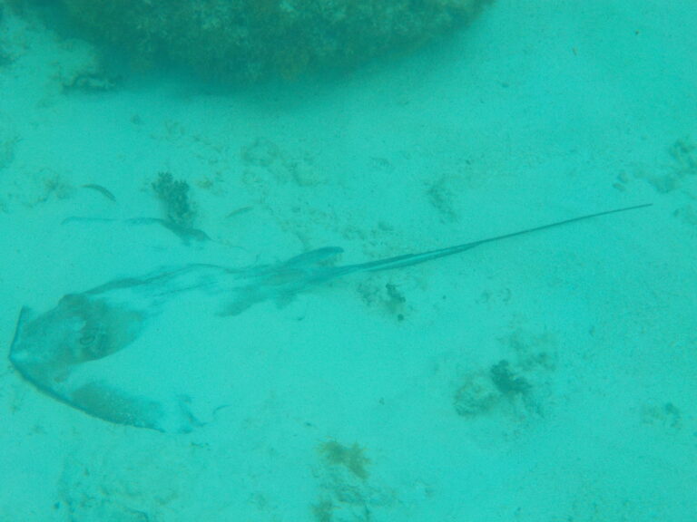 Stingray