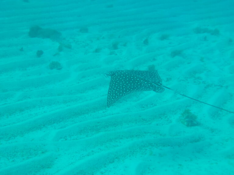 Spotted Eagle Ray