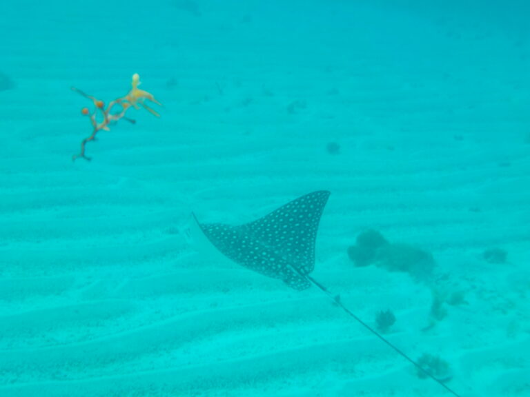 Spotted Eagle Ray