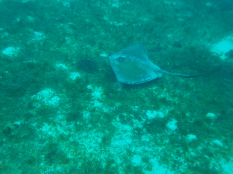 Southern Stingray