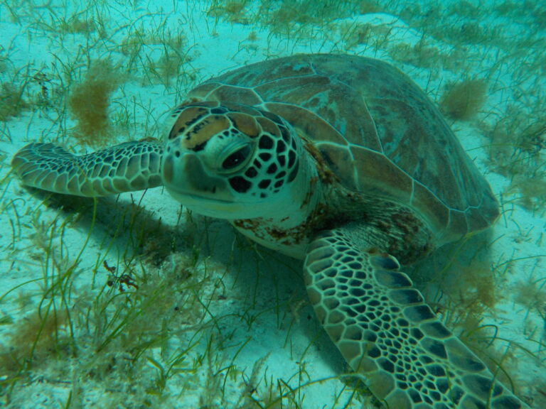 Green Turtle