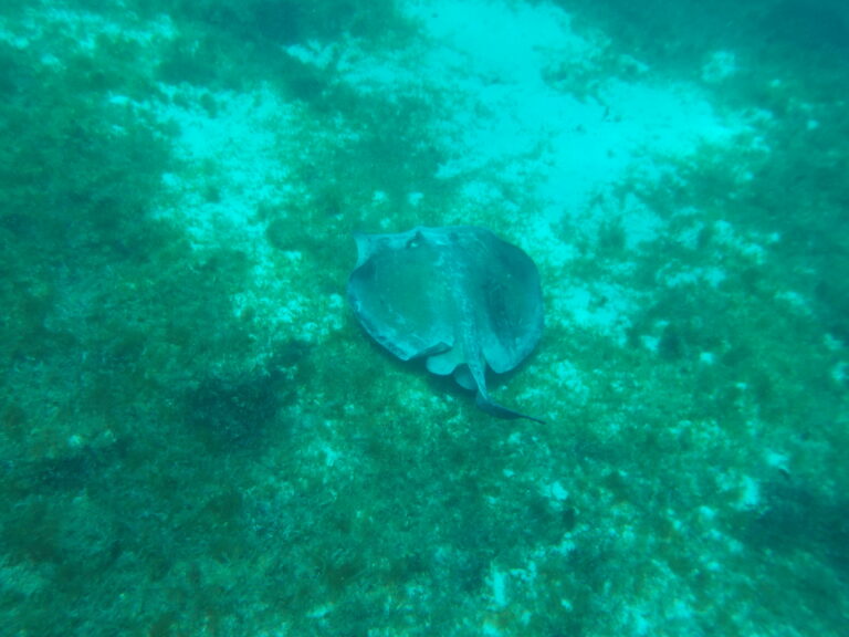 Southern Stingray