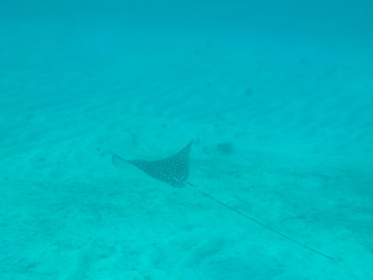 Spotted Eagle Ray