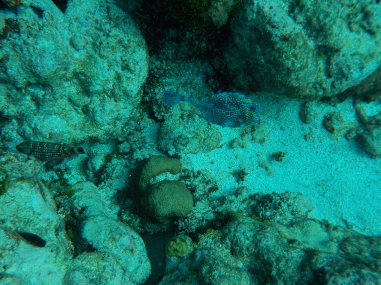 Cowfish og Stoplight Parrotfish