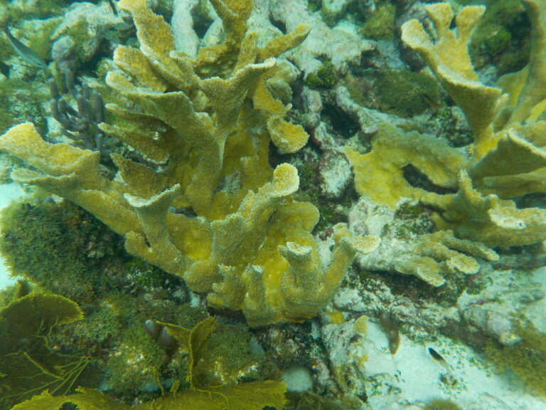 Elkhorn Coral