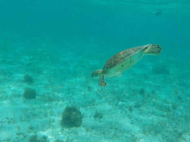 Green Turtle på vej mod bunden