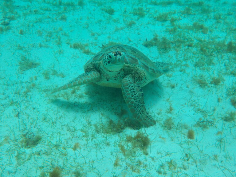 Hawksbill Turtle