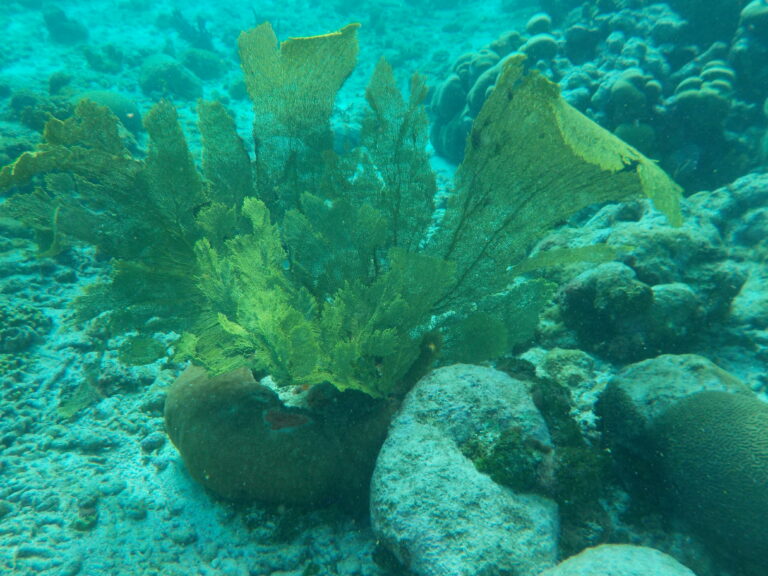 Seafan ved Horseshoe reef