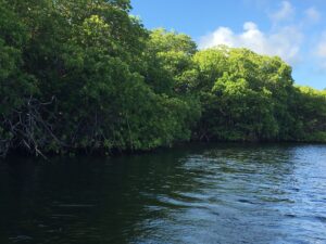 Carriacou, mangroves