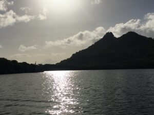 Tyrell Bay, Mangroves