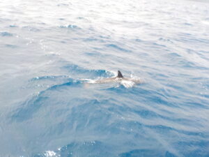 DSCN0741