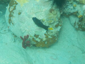 Bequia, Lower Bay - Yellowtailed Damselfish