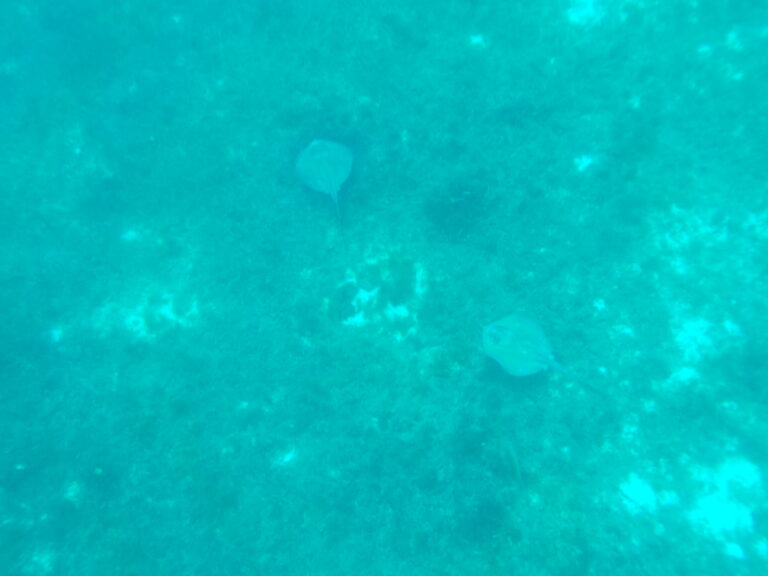 Stingrays