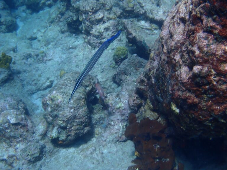 Needlefish, Pigeon Isl.