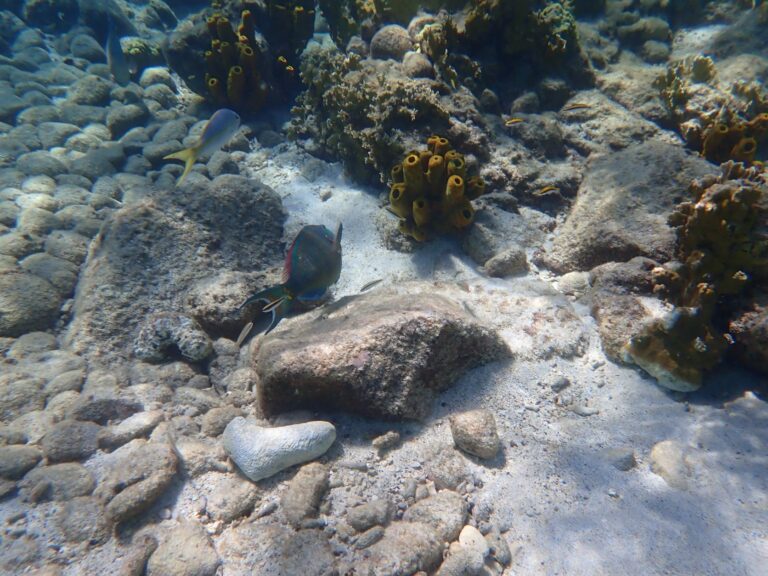 Parrotfish, Pigeon Isl.