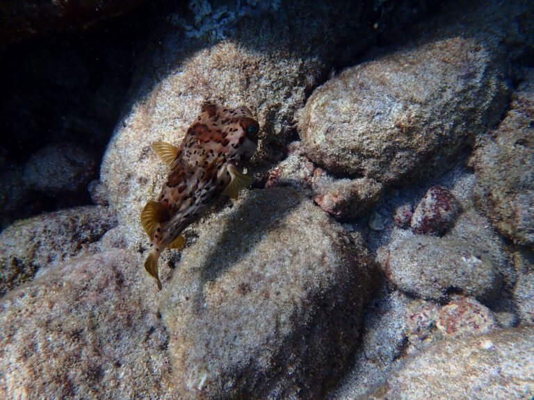 Balloonfish, The Aquarium, Pigeon Island