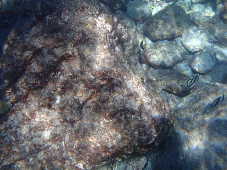 Banded Butterfly Fish