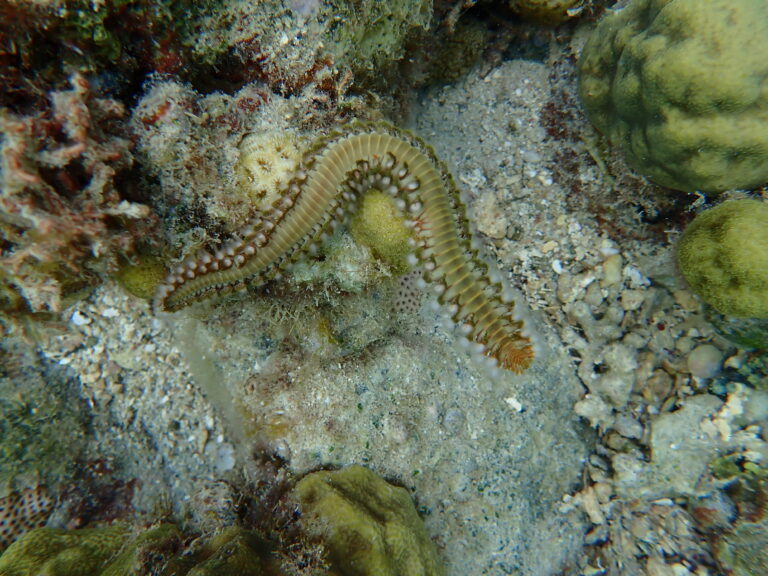 Bearded Fireworm, Pain de Sucre