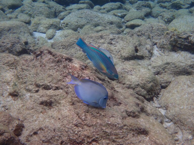 Blue Tang og Parrotfish - The Pool