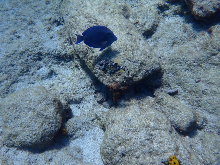 Blue Tang og Smooth Trunkfish, The Aquarium, Pigeon Island