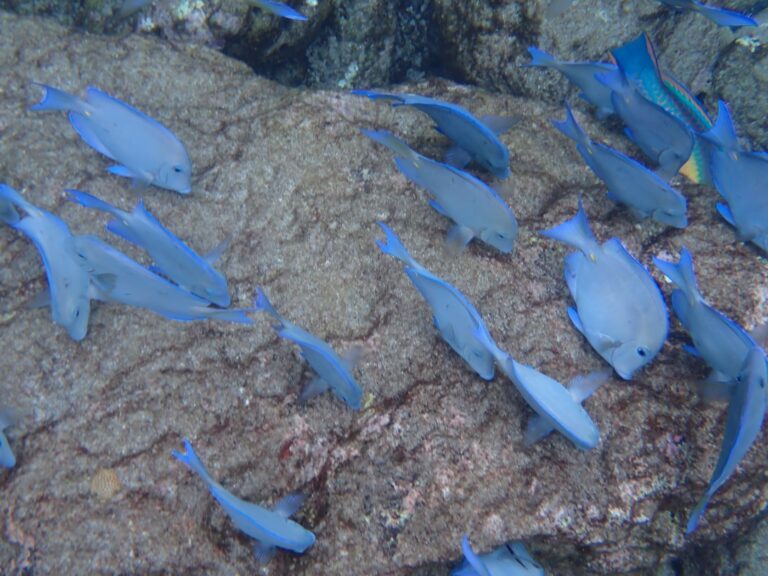 Blue Tangs - school - Aquarium