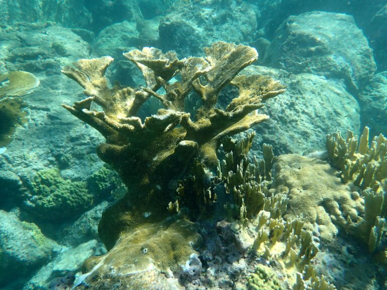 Elkhorn Coral, La Piscine, Pigeon Island