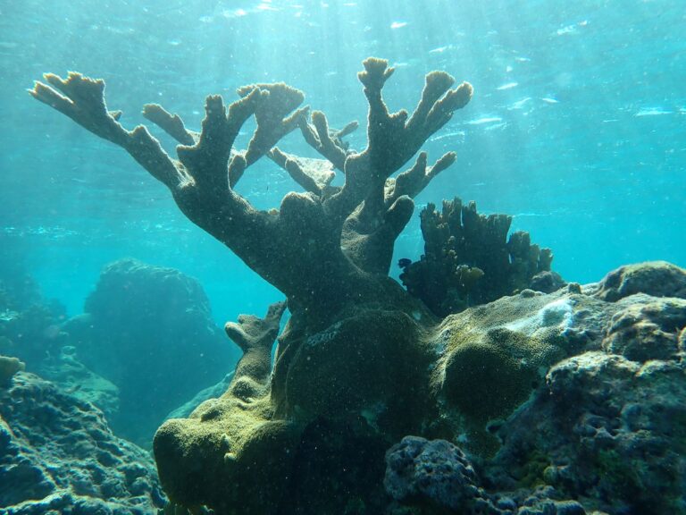 Elkhorn Coral2, La Piscine, Pigeon Island
