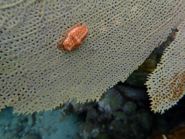 Flamingo Tongue Snail on Sea Fan 3, Pain de Sucre