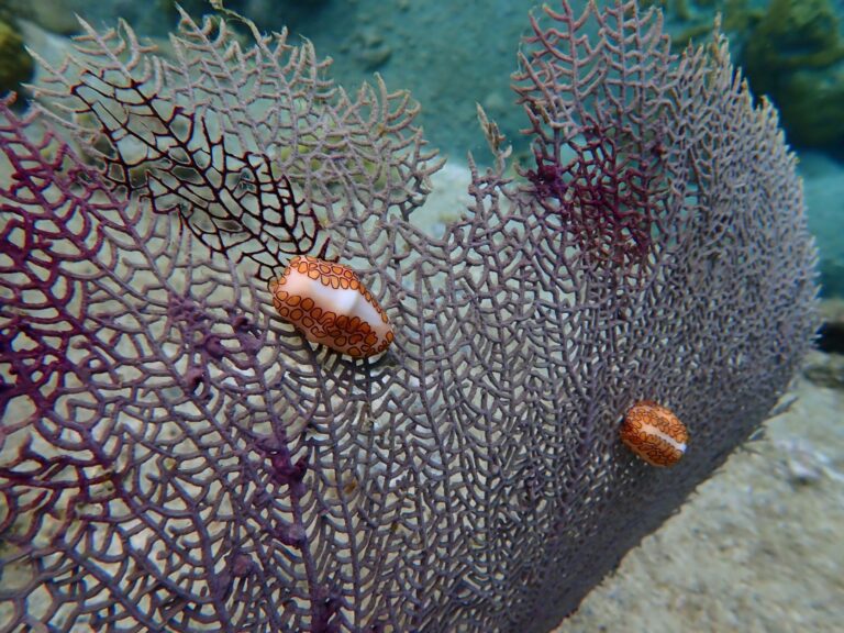 Flamingo Tongue Snails on Sea Fan, Pain de Sucre
