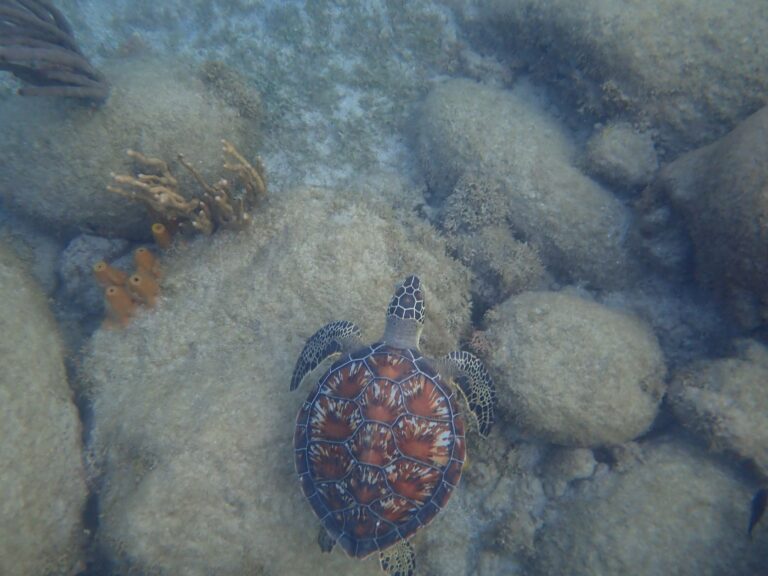 Green Turtle, Plage de Malendure