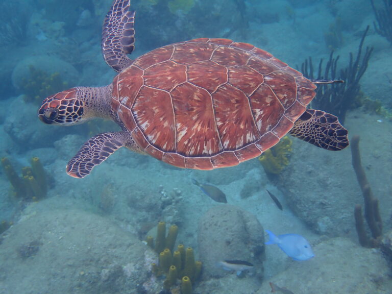 Green Turtle, Malendure