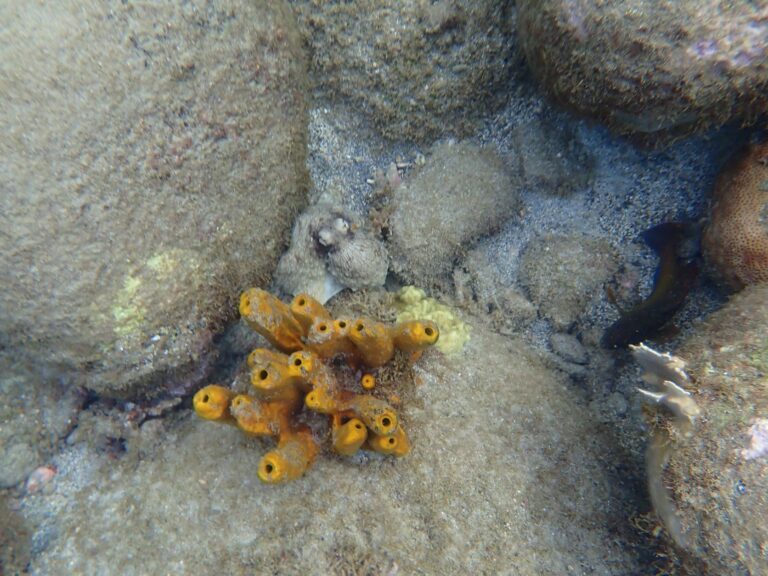 Malendure - Caribbean Reef Octopus