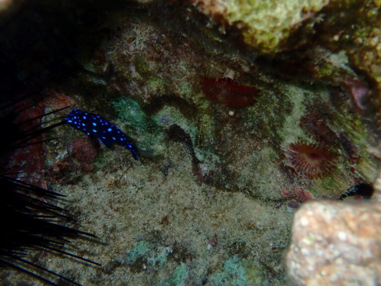 Juvenile Yellowtail Damselfish, La Piscine, Pigeon Island