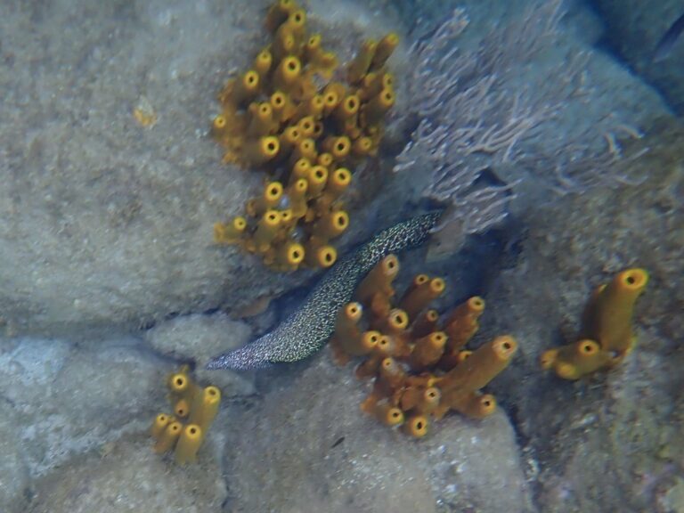 Malendure - Whitespotted Moray