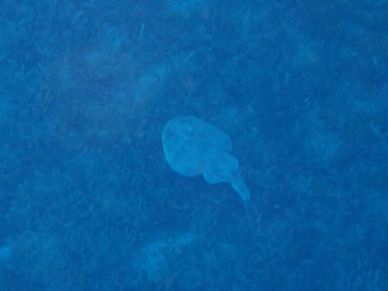 Malendure - Caribbean Electric Ray