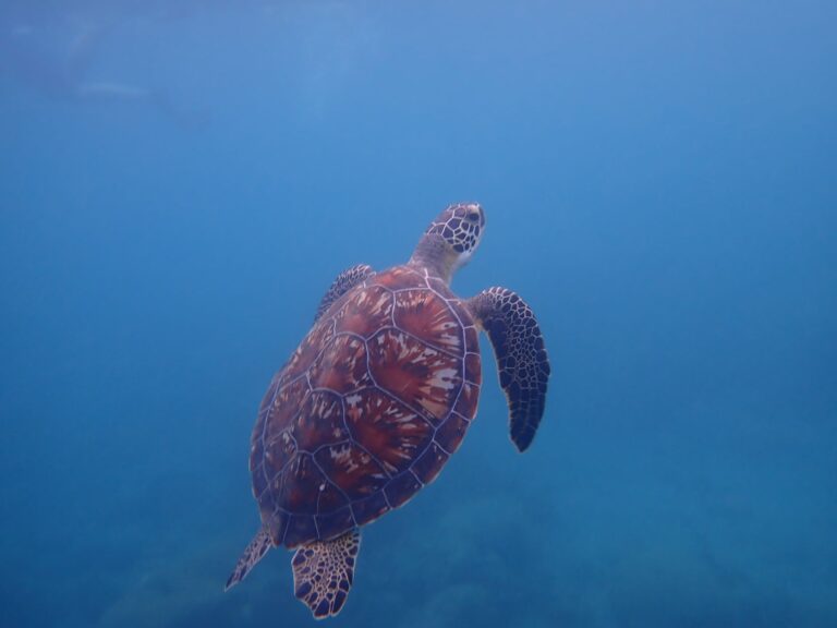 Opstigende Green Turtle, Plage de Malendure