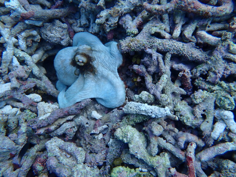 Petite Terre - Caribbean Reef Octopus