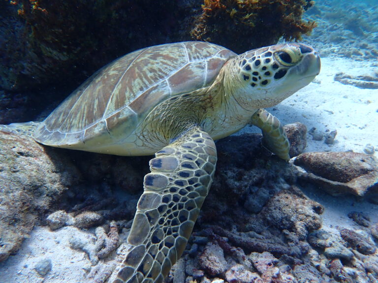 Petite Terre - green Turtle