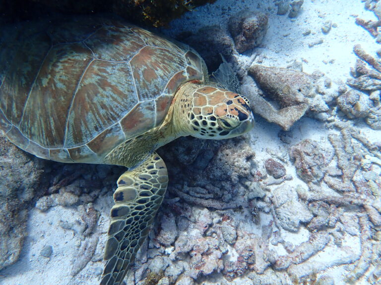 Petite Terre - Green Turtle