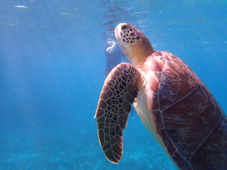 Petite Terre - Green Turtle