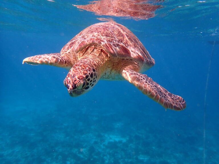 Petite Terre - Green Turtle