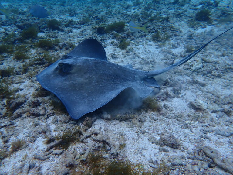 Petite Terre - Southern Stingray
