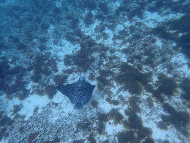 Petite Terre - Spotted Eagle Ray