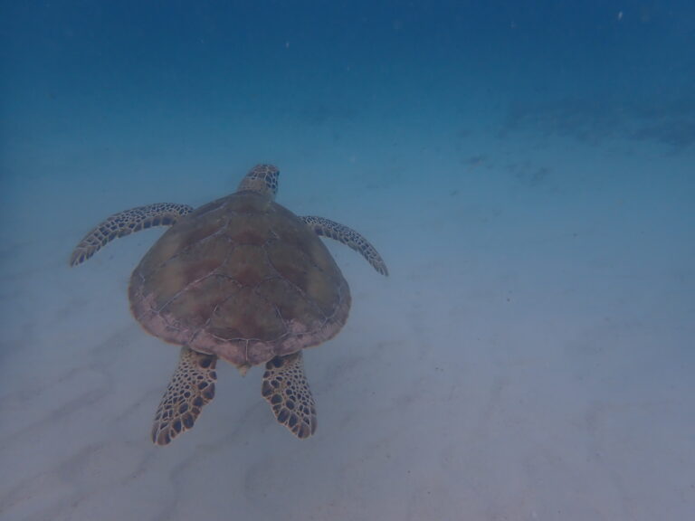 Petite Terre- Green Turtle