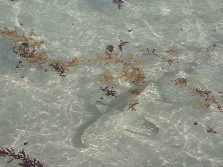 Petite Terre - Lemon Sharks