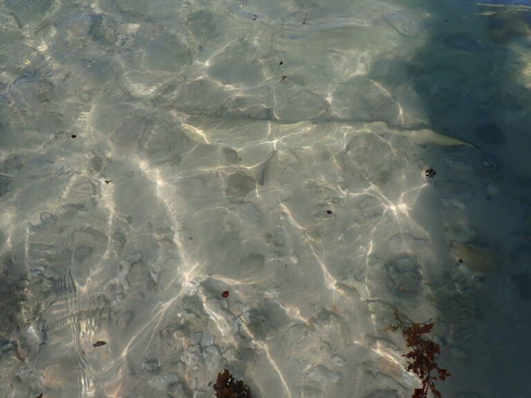 Petite Terre - Lemon Shark