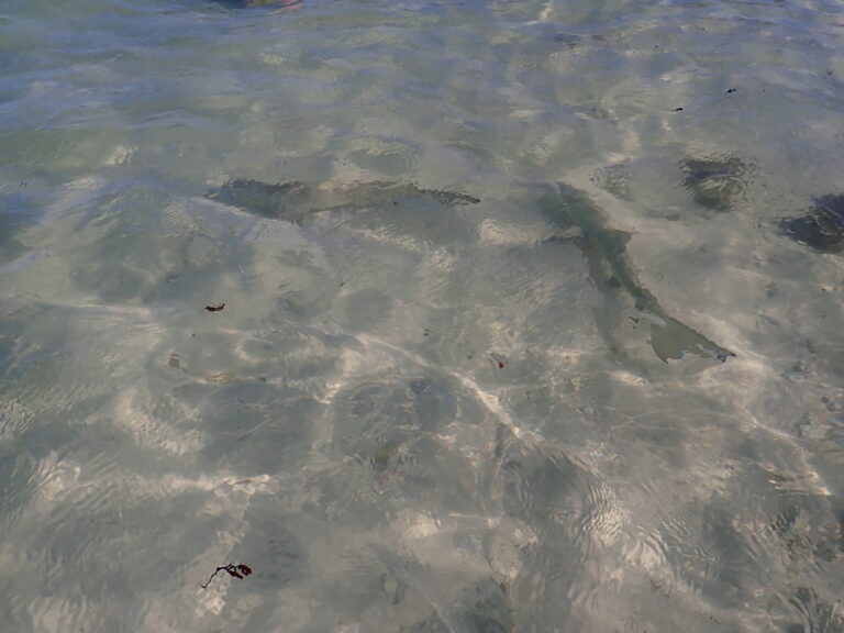 Petite Terre - Lemon Shark