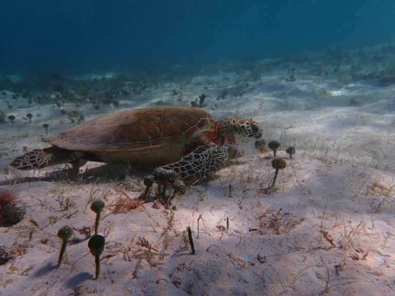 Petite Terre - Green Turtle