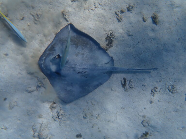 Petite Terre - Southern Stingray